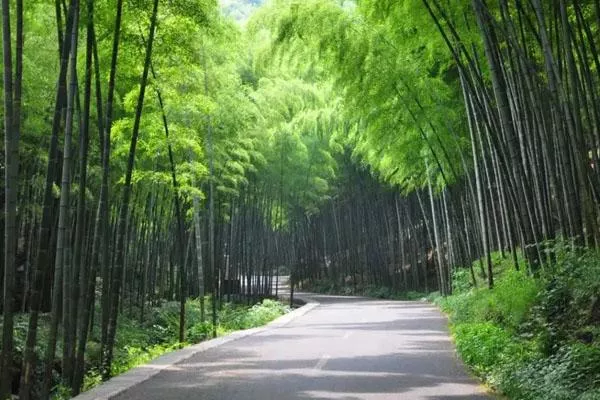 宜興竹海<a href='/fengjing/' target=_blank>風(fēng)景</a>區一日游旅游攻略