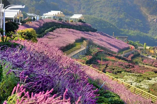 新津花舞人間<a href='http://www.jxcs168.com/' target=_blank>旅游攻略</a> 附門(mén)票價(jià)格及交通指南