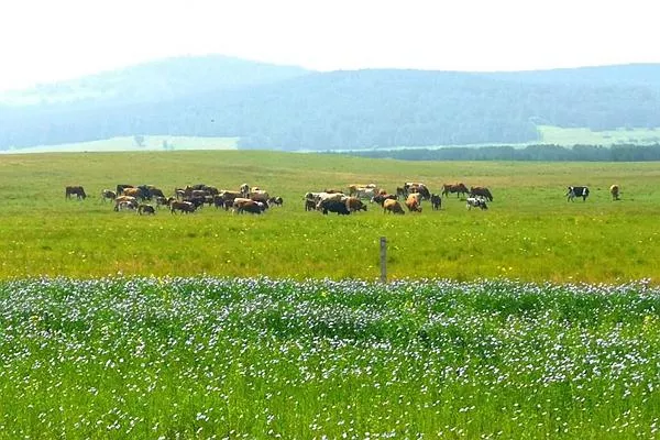 御道口<a href='http://www.jxcs168.com/' target=_blank>旅游攻略</a> 去御道口草原怎么走